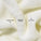 Image shows a bamboo cloth with dotted circle with the following: Bamboo face cloth is antibacterial, naturally buffing and super soft.